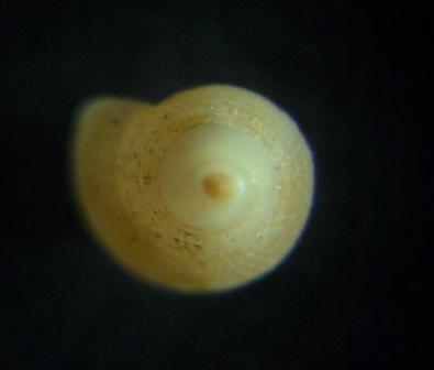 Tonnidae o Nassariidae?